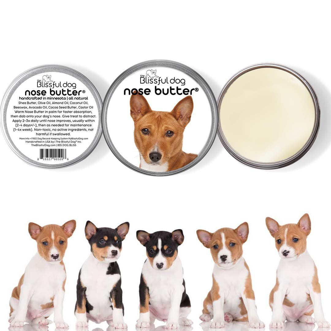 Basenji Has Dry Nose
